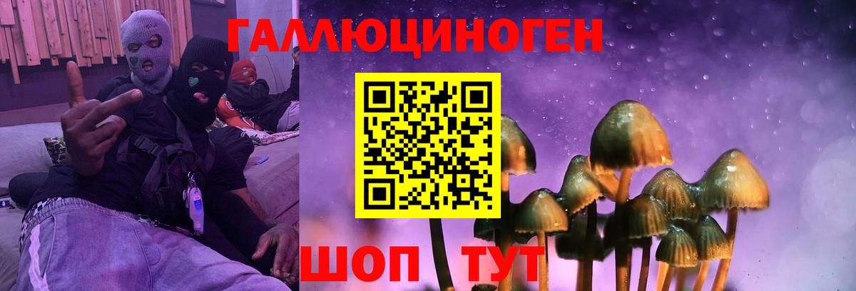 Псилоцибиновые грибы прущие грибы  Ленинск-Кузнецкий  Галлюциногенные грибы Psilocybine cubensis 